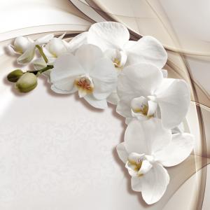 Белая орхидея 6293-ML
