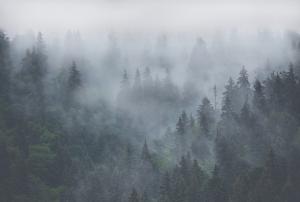 Лес в тумане 10-410
